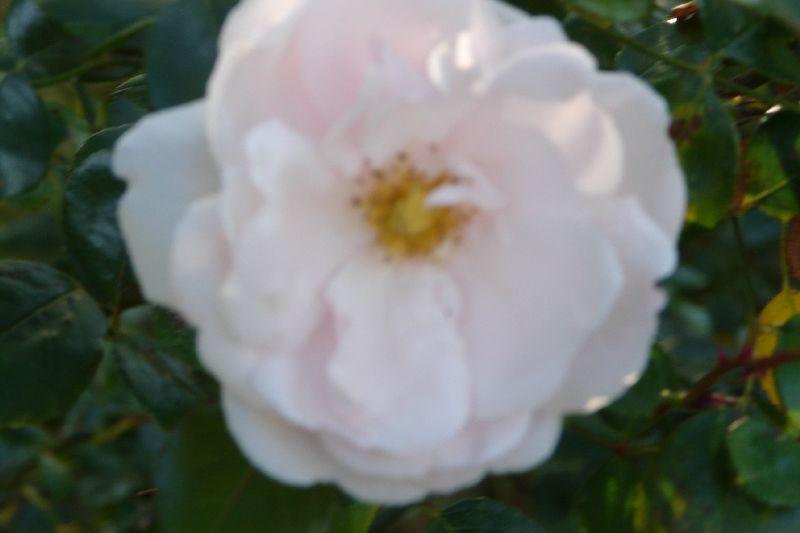 DSC00677.JPG