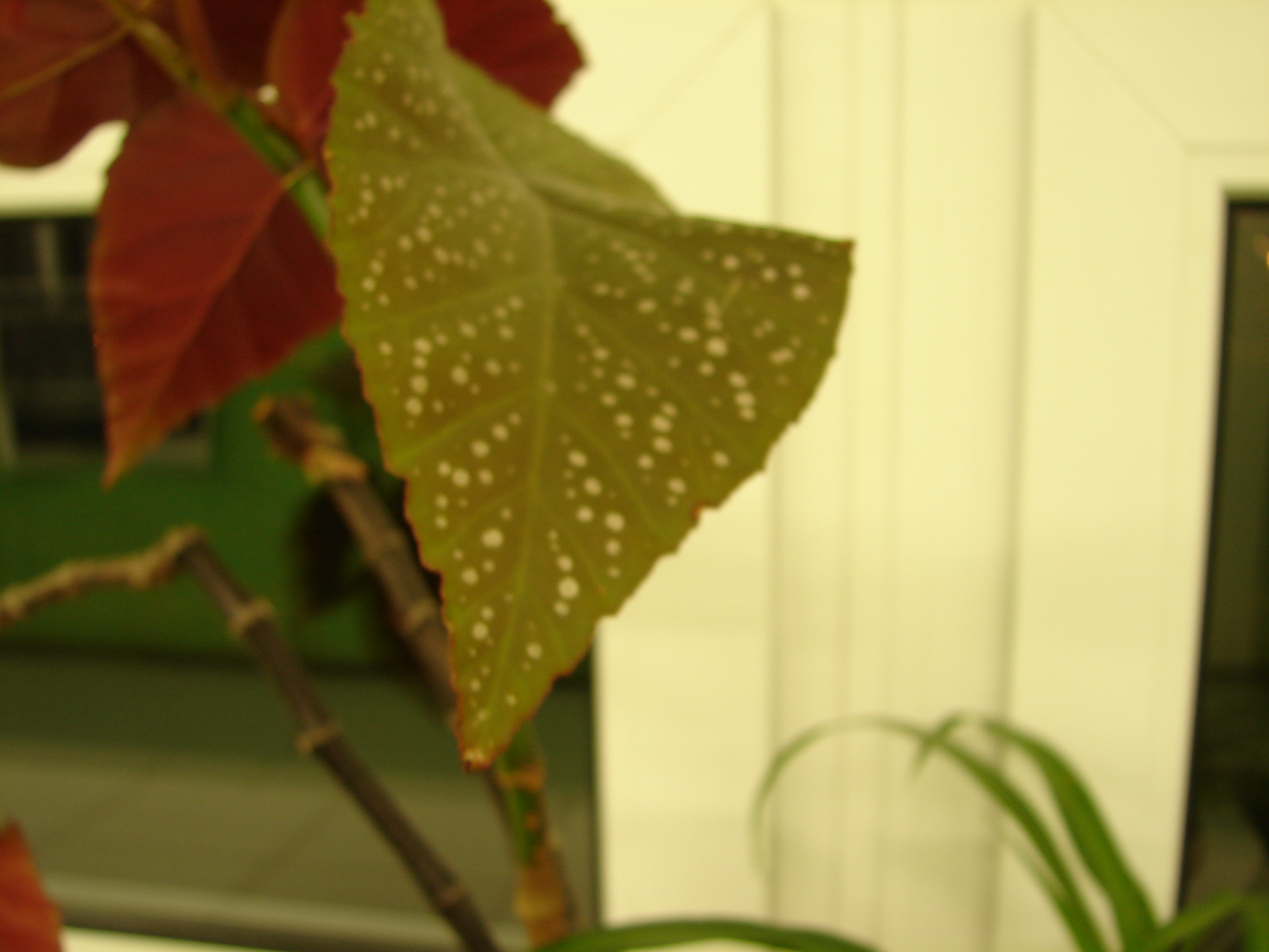 DSC01112.JPG